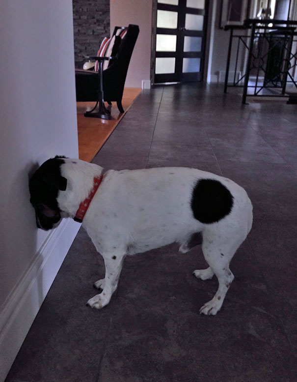 Not Sure If My Dog Is Depressed Or Just Fell Asleep