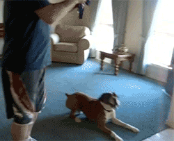 Wanna Go For A Walk?