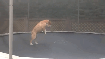 Presenting Mudd, The Wonder Dog