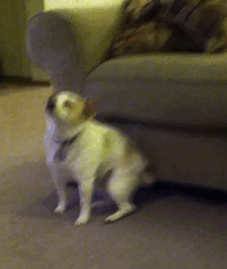 My Dog "Dancing" To Eminem's "Shake That"
