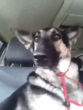 Dog Dancing With Ears