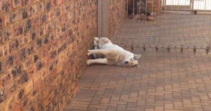 50 Hilarious Pics Of Dogs Acting Weird