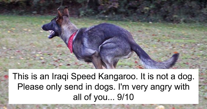 41 Times People Failed To Send Dog Pics To ‘We Rate Dogs’ Twitter