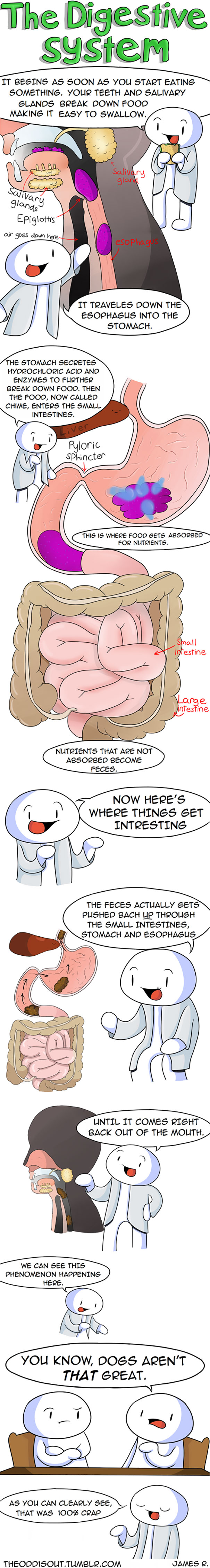 The Digestive System