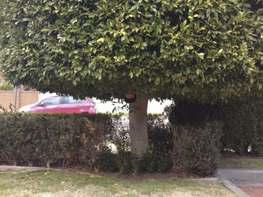 Gardener Sends Photos Of Himself At Work To His Friend, He Uploads Them Online And They Go Viral