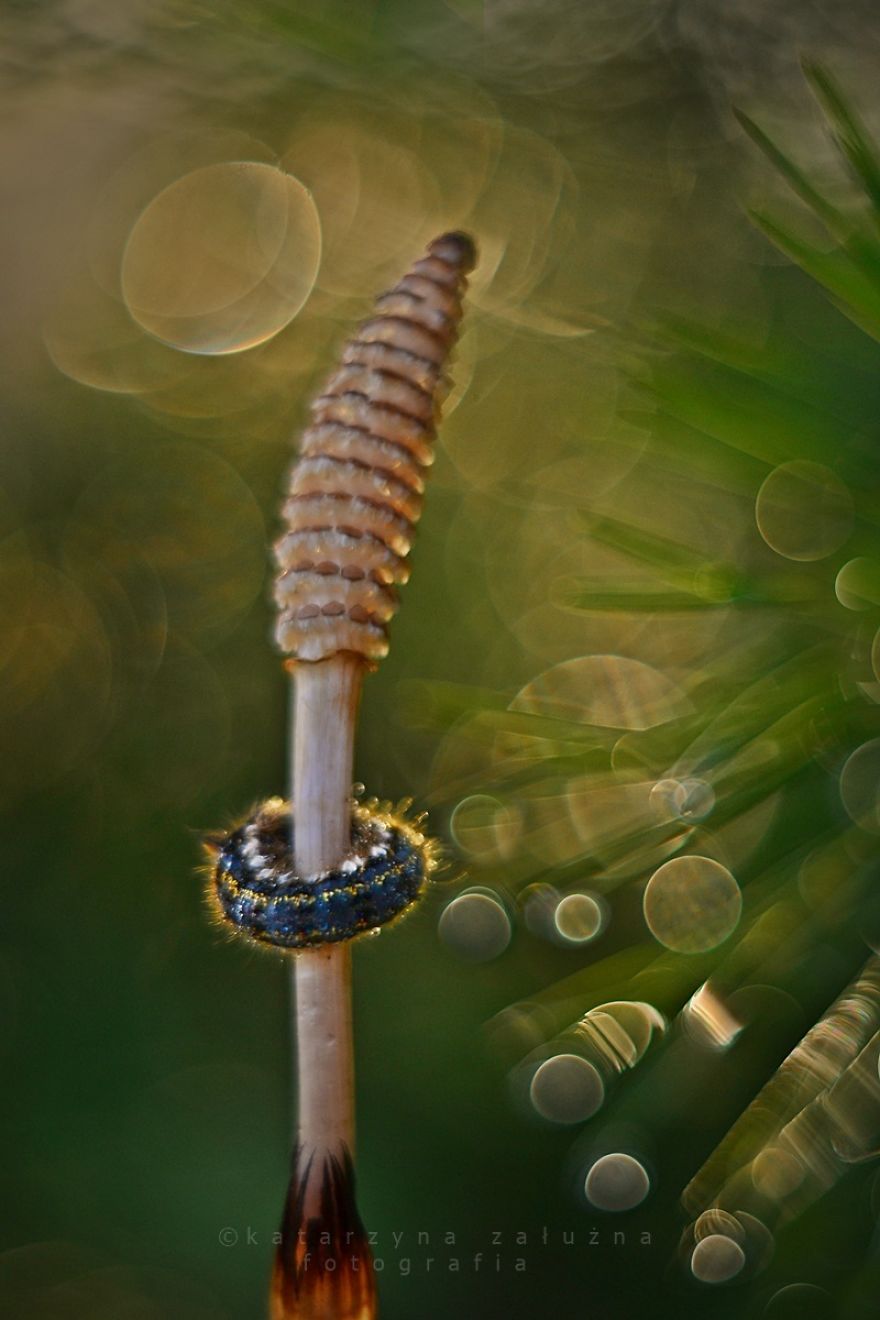 I Capture The Beautiful Polish Nature Through A Macro Lens I Capture The Beautiful Polish Nature Through A Macro Lens