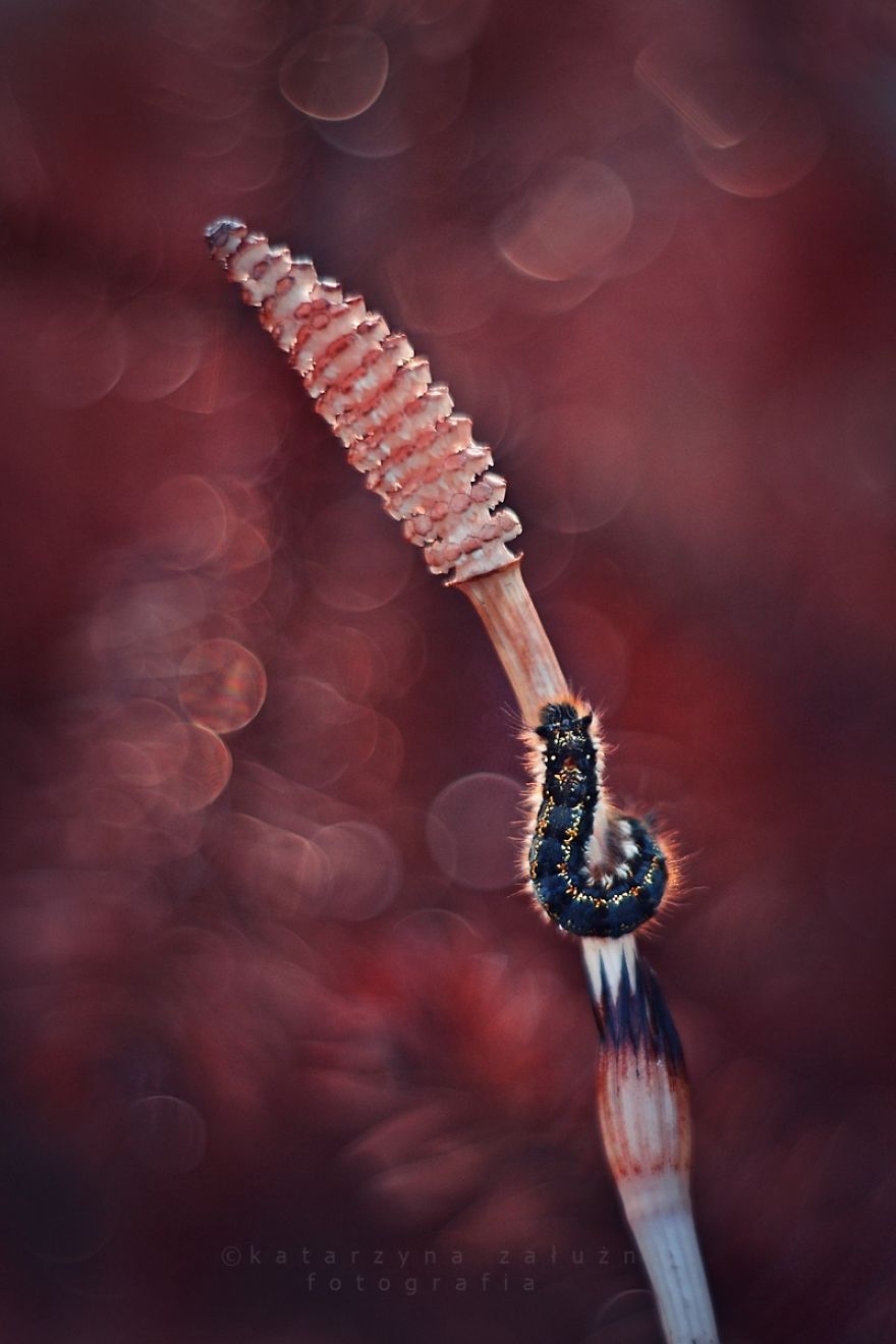 I Capture The Beautiful Polish Nature Through A Macro Lens I Capture The Beautiful Polish Nature Through A Macro Lens