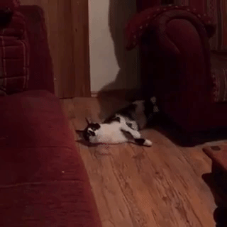 This Is Harry. He Does This All The Time.