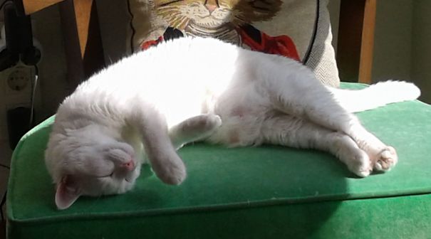 My Cat Gypsy Enjoying The Sun Over His Tummy