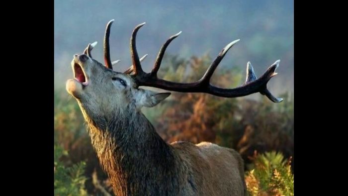 Beautiful Animals In World