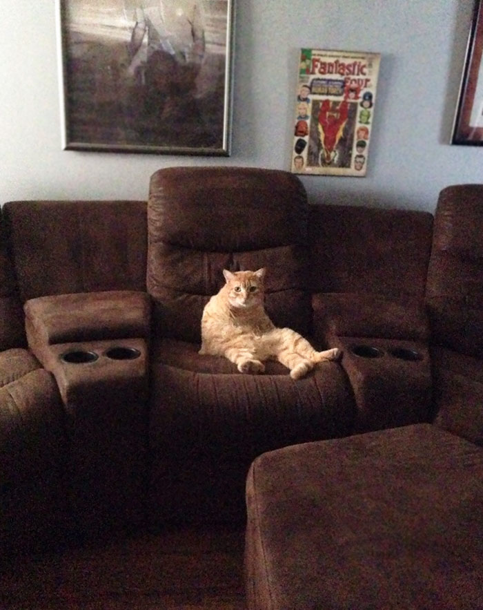 I Have Always Been A Dog Person, This Is My First Cat. Things Are... Weirder