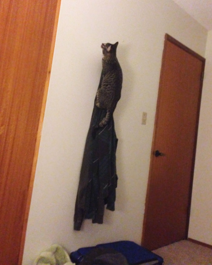 Was Lying In Bed When I Heard Something Weird. Turns Out I Live With Catman, The Defender Of Dreams