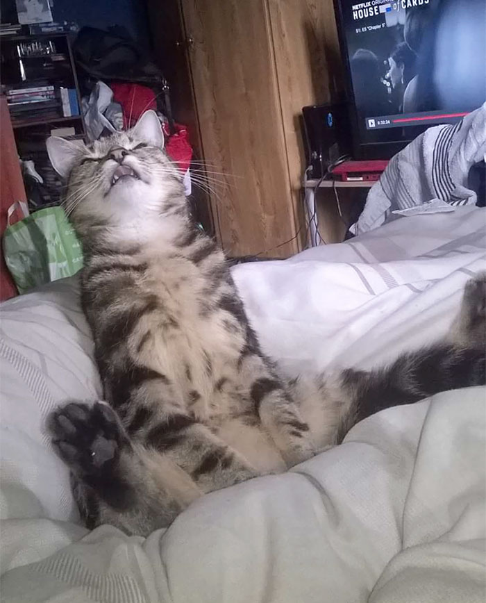 My Cat Is A Bit Of A Weirdo