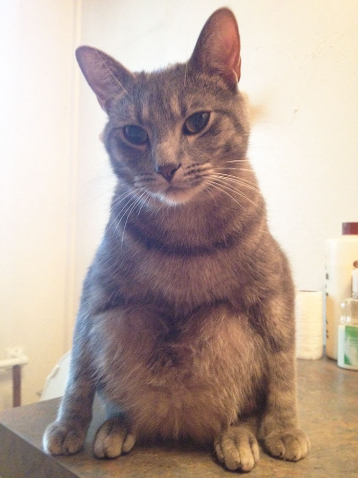 My Sisters Cat Sits Weird