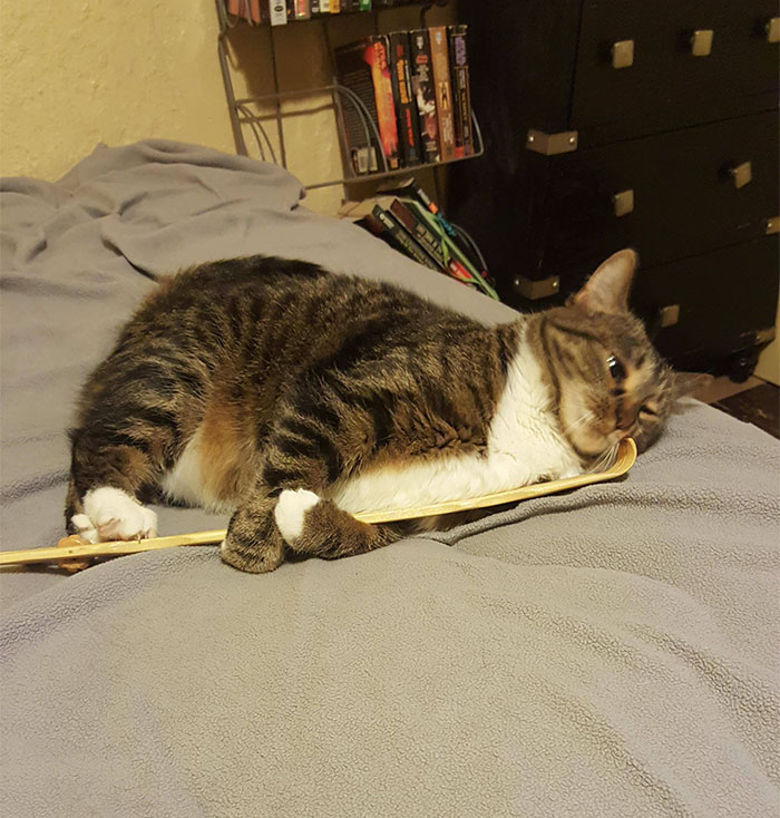 My Weird Cat Using My Back Scratcher To Scratch Her Face