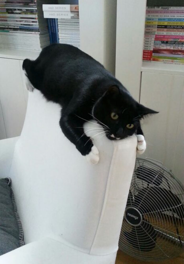 Meet Poesje... She's Also Weird