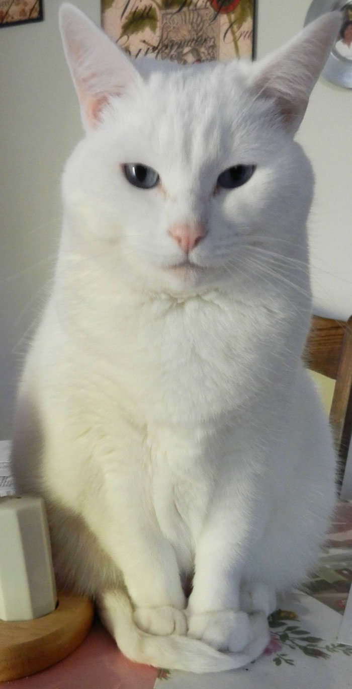 I Don't Know Why, But My Cat Almost Always Has To Sit On Her Tail