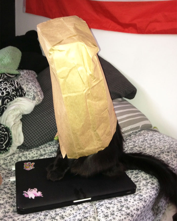 Went To Ask My Housemate Something And Found Her Cat Sitting Like This