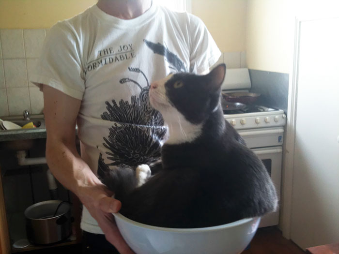 My Cat Went Missing For A Few Hours. We Found Her Beneath The Sink Like This. Cat Logic
