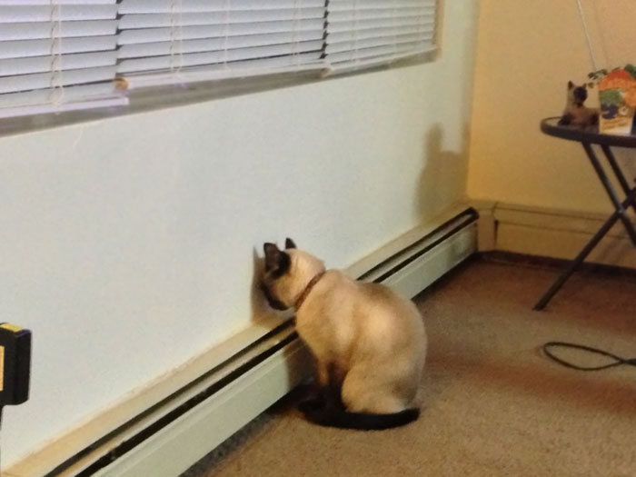 My Cat Has Been Like This For 30 Minutes Now. The Heater Is Not On So I Have No Idea