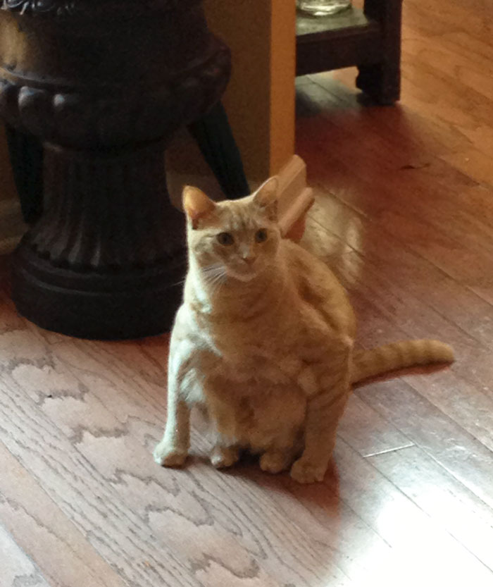 So My Aunt's Cat Likes To Sit Like This