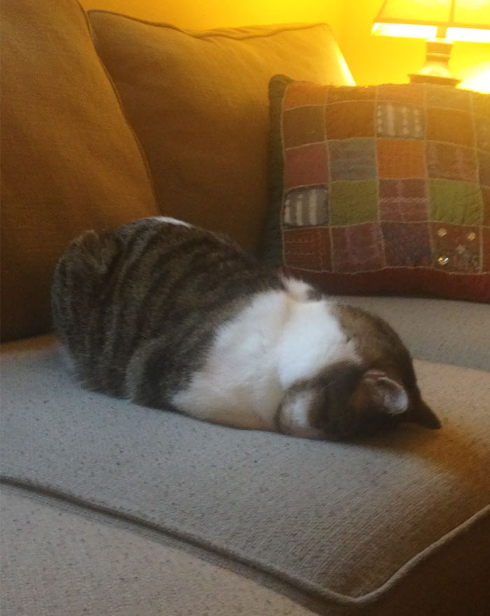 I Was At My Friends House And We Looked Over And Her Cat Was Sitting Like This