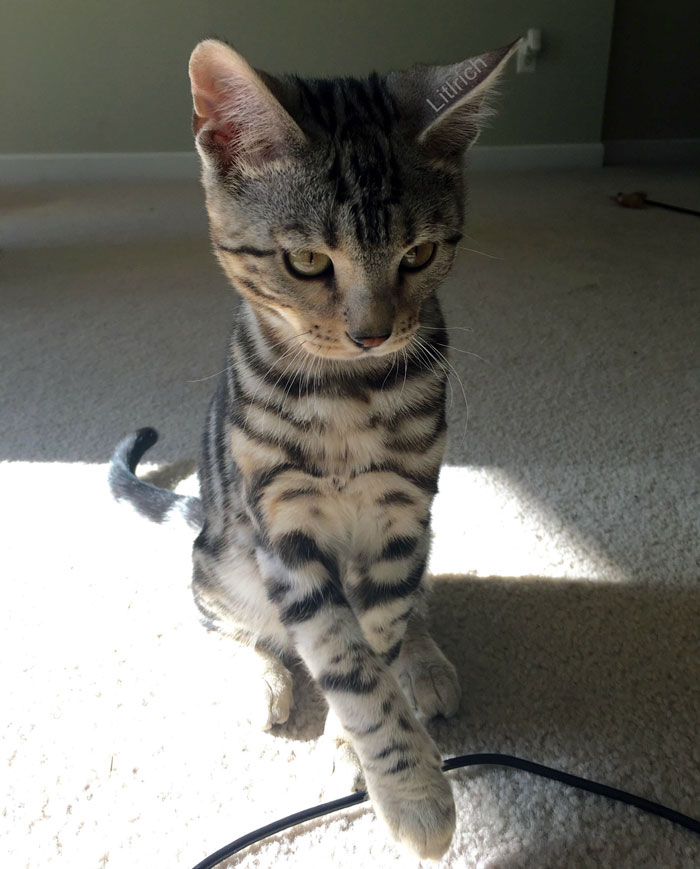 My Cat Will Stay Like This Till I Shake His Hand, Then He Does It Again