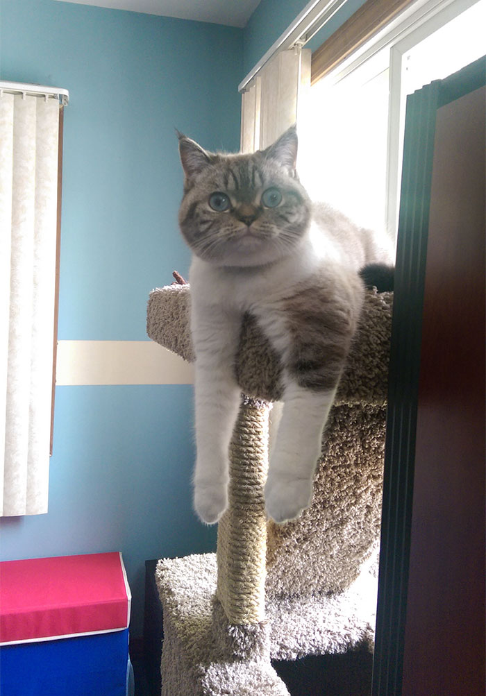 Scuba Was Acting Extra Weird Today