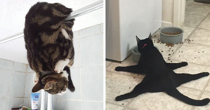 People Are Sharing Pics Of Their Cats Acting Weird (Add Yours)