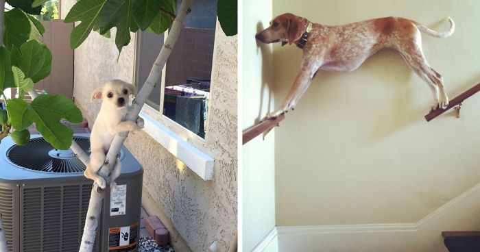 Hey Pandas, This Time Share Pictures Of Your Doggos And Puppers Acting Weird