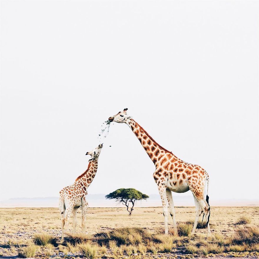 Surreal Art By Luisa Azevedo