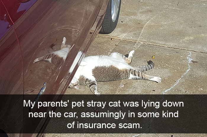 128 Hilarious Cat Snapchats That Are Im-paw-sible Not To Laugh At