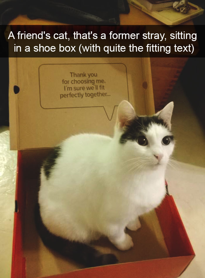 128 Hilarious Cat Snapchats That Are Im-paw-sible Not To Laugh At