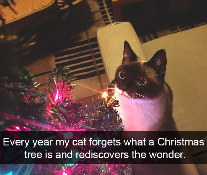128 Hilarious Cat Snapchats That Are Im-paw-sible Not To Laugh At