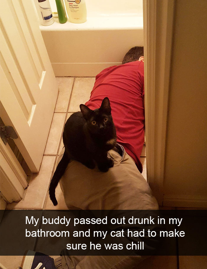 128 Hilarious Cat Snapchats That Are Im-paw-sible Not To Laugh At