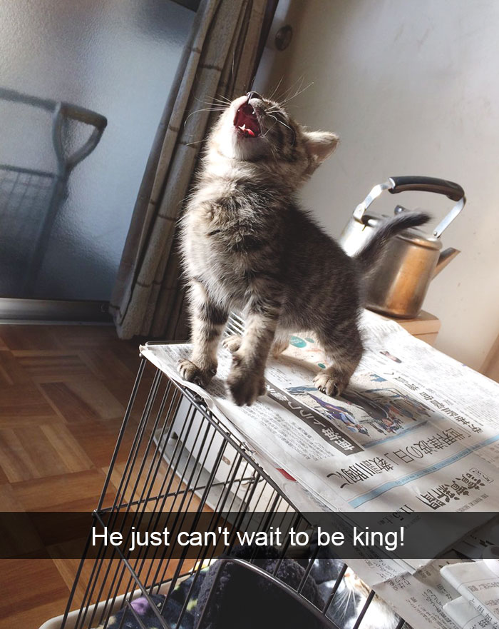 128 Hilarious Cat Snapchats That Are Im-paw-sible Not To Laugh At