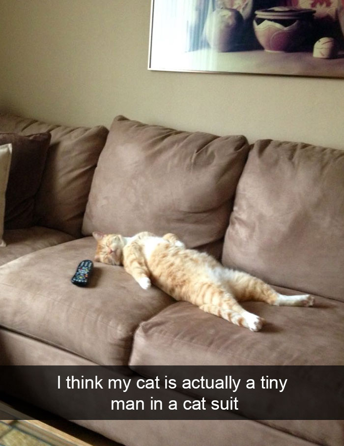 128 Hilarious Cat Snapchats That Are Im-paw-sible Not To Laugh At