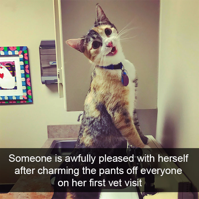 128 Hilarious Cat Snapchats That Are Im-paw-sible Not To Laugh At