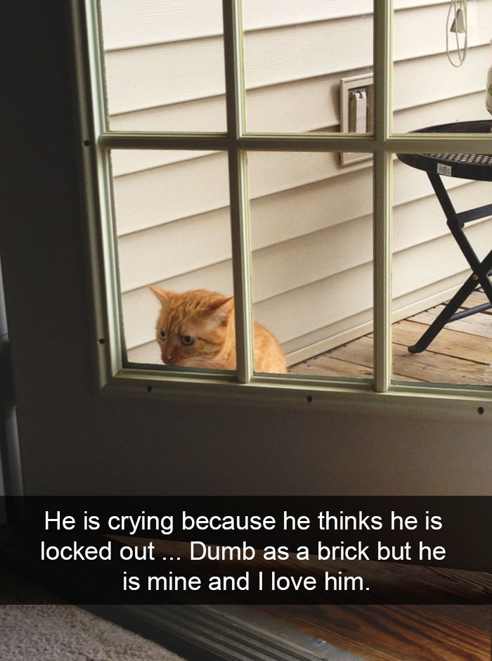 Hilarious-cat-snapchats