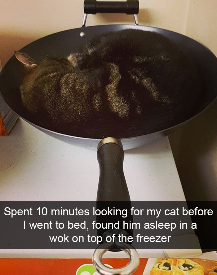 128 Hilarious Cat Snapchats That Are Im-paw-sible Not To Laugh At
