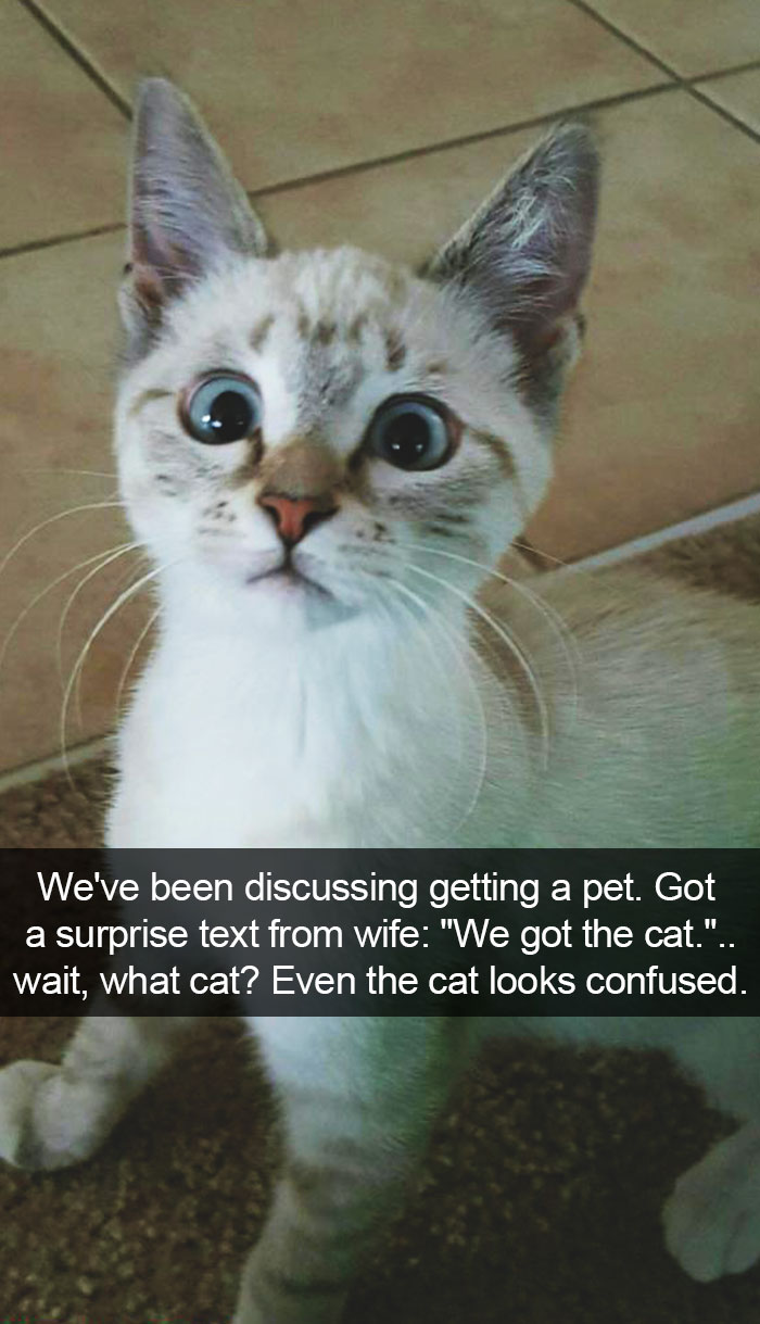 128 Hilarious Cat Snapchats That Are Im-paw-sible Not To Laugh At