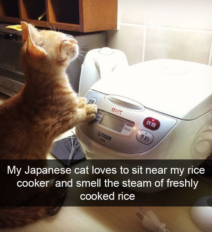 128 Hilarious Cat Snapchats That Are Im-paw-sible Not To Laugh At