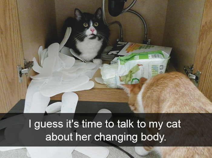 128 Hilarious Cat Snapchats That Are Im-paw-sible Not To Laugh At