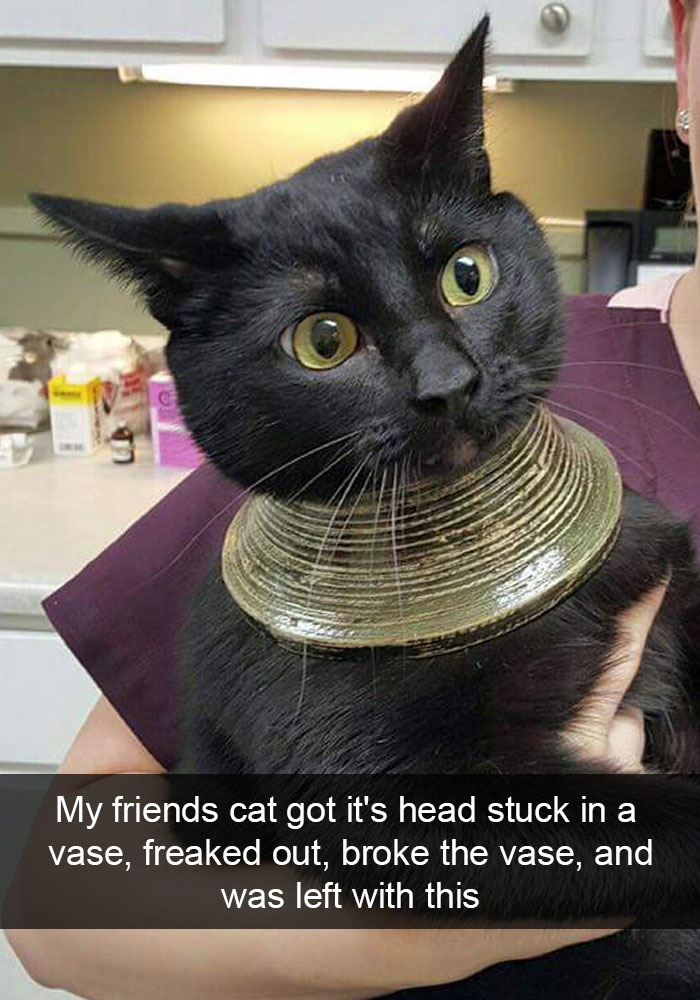 128 Hilarious Cat Snapchats That Are Im-paw-sible Not To Laugh At