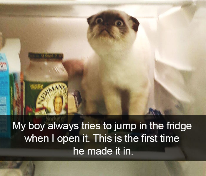 128 Hilarious Cat Snapchats That Are Im-paw-sible Not To Laugh At