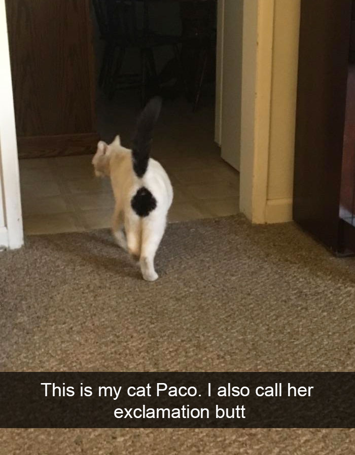 128 Hilarious Cat Snapchats That Are Im-paw-sible Not To Laugh At