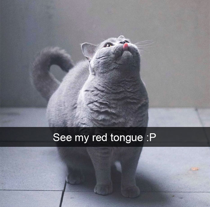 128 Hilarious Cat Snapchats That Are Im-paw-sible Not To Laugh At