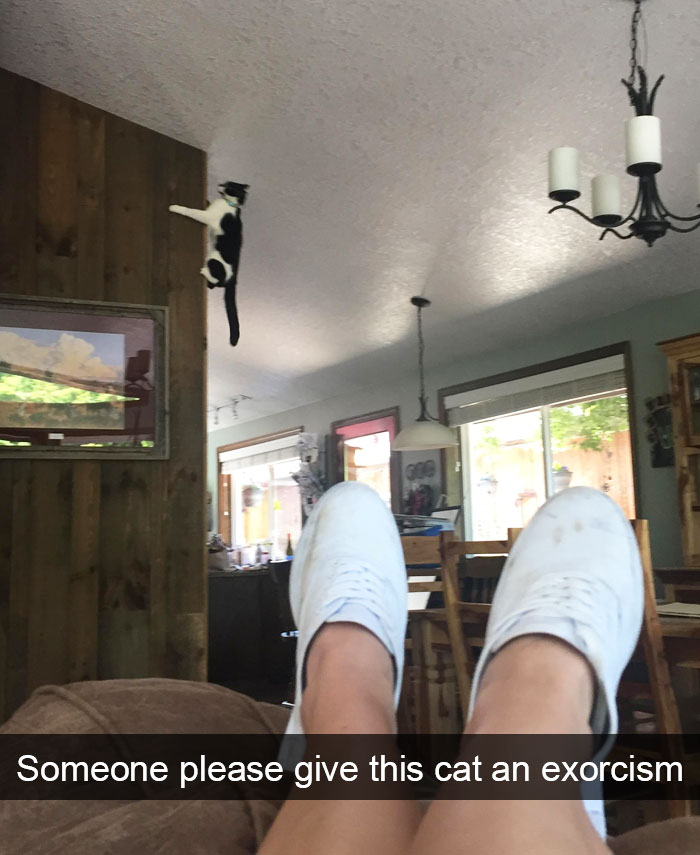 128 Hilarious Cat Snapchats That Are Im-paw-sible Not To Laugh At