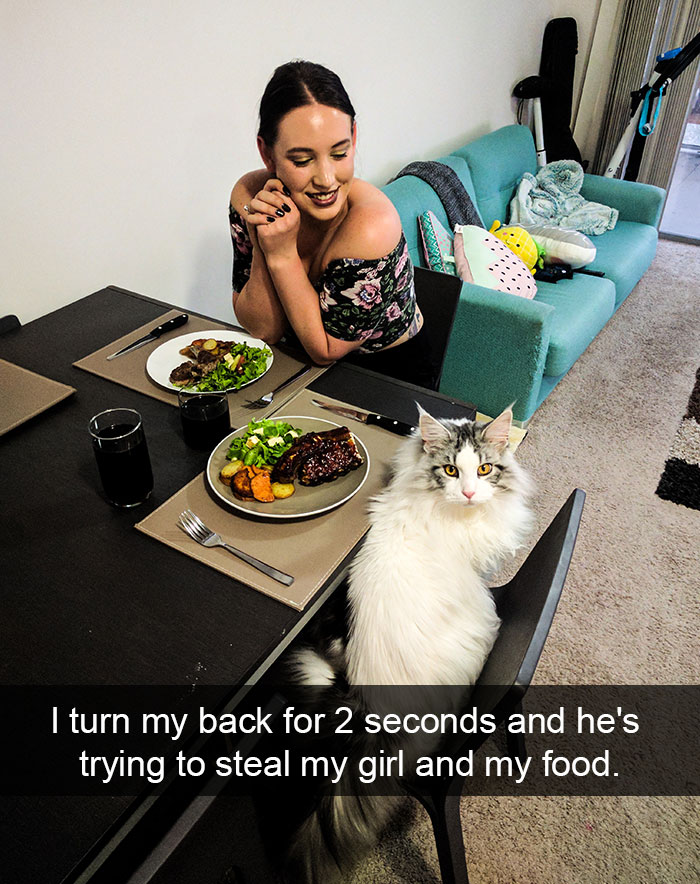 128 Hilarious Cat Snapchats That Are Im-paw-sible Not To Laugh At