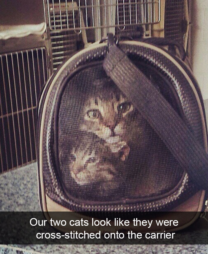 128 Hilarious Cat Snapchats That Are Im-paw-sible Not To Laugh At